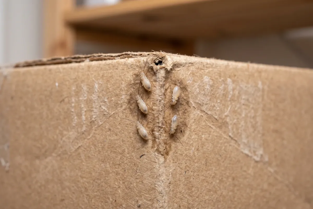 Tiny psocids on the corner of a damp cardboard box, DSLR macro shot showing pale gray-tan insect detail against moist cardboard fiber.