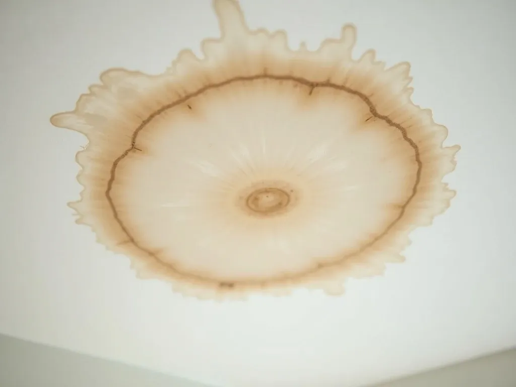 A spreading brown water ring stain on a white living-room ceiling with early mold at the edges.